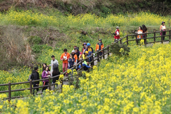 지난해 진행된 서귀포유채꽃 국제걷기대회.