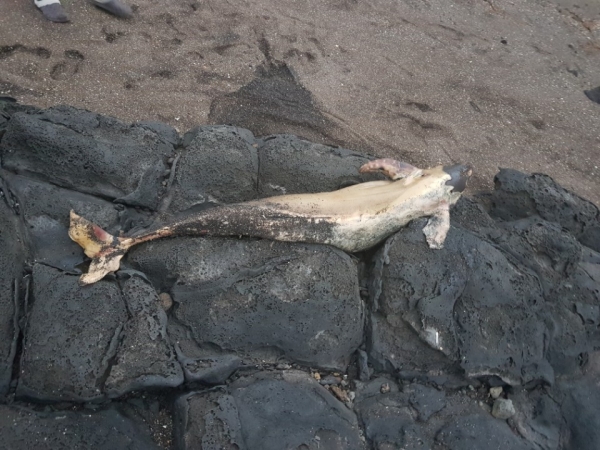 28일 서귀포시 대정읍 해수욕장 인근에서 발견된 돌고래 상괭이.