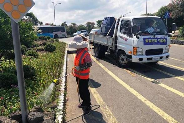제주시는  지난 7월 20일부터 주요도로 조경수 및 꽃길에 물주기 작업을 추진하고 있다.