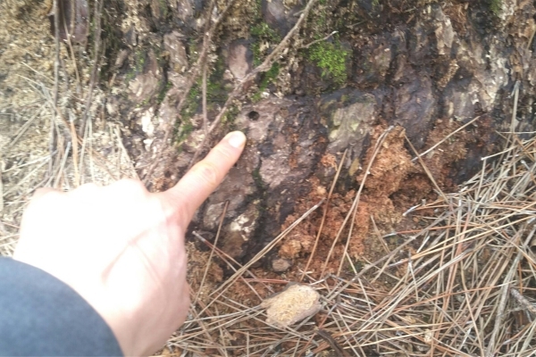 ▲ 소나무를 고사시킬 목적으로 나무 하단에 드릴로 구멍이 뚫려 있는 모습. ©Newsjeju