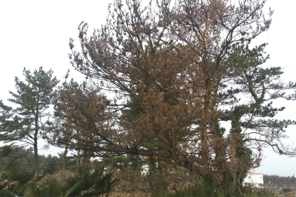 ▲ 제초제 주입으로 고사된 소나무. ©Newsjeju