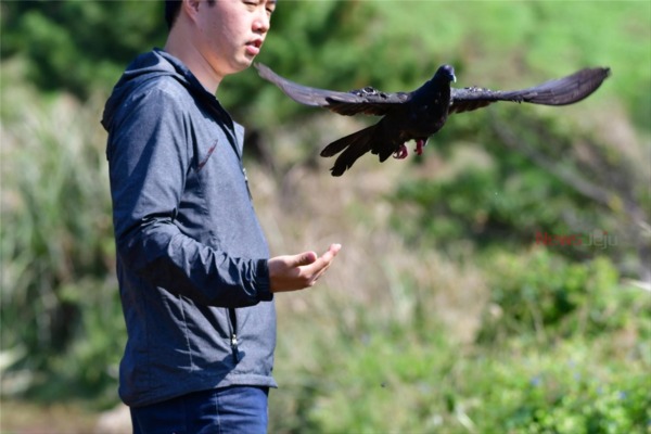 ▲ 흑비둘기(천연기념물 제215호, 멸종위기종 2급). ©Newsjeju