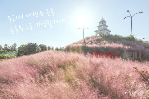 ▲ 제주허브동산 핑크뮬리. ©Newsjeju