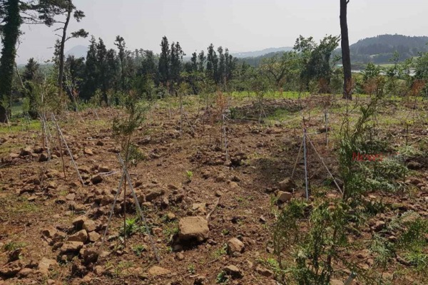 ▲ 형식적인 원상회복에 그친 산림 훼손지역. ©Newsjeju