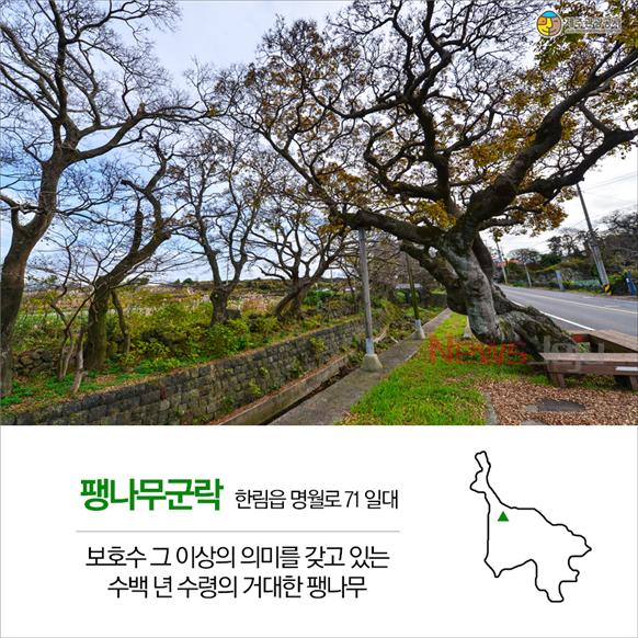 ▲ 팽나무군락. ©Newsjeju