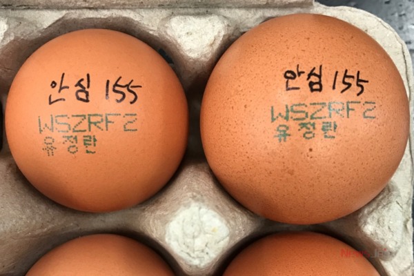 ▲ 항생제 성분이 검출된 계란. 지난 11일부터 시중에 4200개가 유통됐다. ©Newsjeju