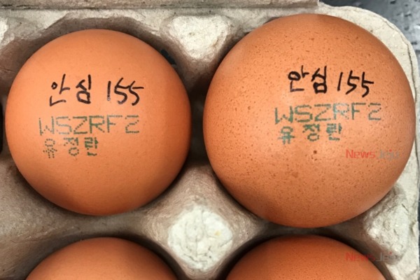 ▲항생제 성분이 검출된 계란. 지난 11일부터 시중에 4200개가 유통됐다. ©Newsjeju