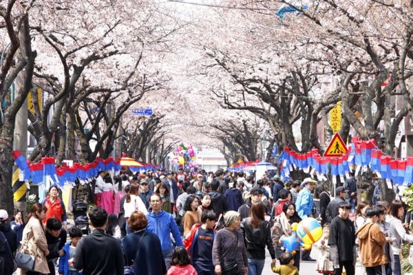 ▲ 전농로 벚꽃축제(전경). ©Newsjeju