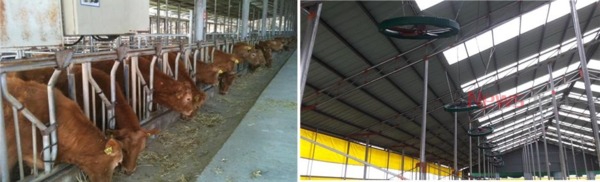 ▲ 소 목잠금장치(왼쪽) 및 환풍기 설치(오른쪽). ©Newsjeju