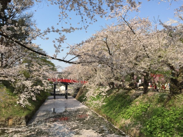 ▲ 일본 아오모리 히로사키 벚꽃축제. ©Newsjeju