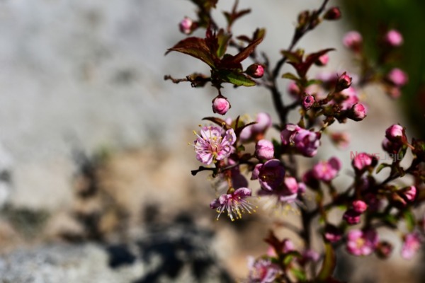 ▲ 미니벚나무에서 꽃이 핀 모습. ©Newsjeju
