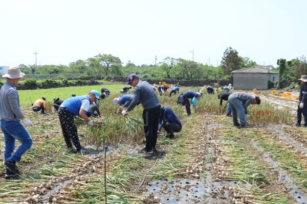 ▲ 제주농협 제2기 청년농업인 아카데미 교육생 일손돕기. ©Newsjeju