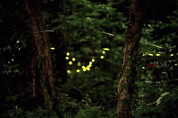 ▲ 반딧불이들이 짝을 찾기 위해 불빛을 밝히며 날아다니고 있다. 제공 =제주특별자치도 ©Newsjeju