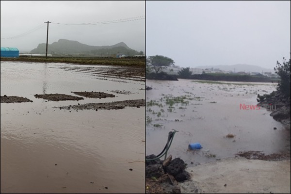 ▲ 태풍 링링이 몰고 온 폭우로 침수된 대정 지역 감자밭(왼쪽)과 조천지역 농경지. ©Newsjeju