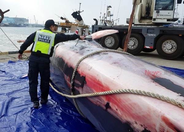 ▲ 제주시 한림읍 비양도 약 40km 해상에서 발견된 고래 ©Newsjeju