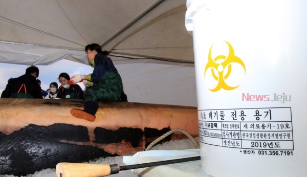 ▲ 고래 부검에서 발생되는 모든 내용물은 '의료폐기물' 처리가 된다. 폐기물은 전량 육지부로 반출된다. ©Newsjeju