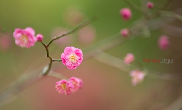 ▲ 제주시 '한림공원'에 홍매화가 한 달 일찍 꽃을 피웠다. / 사진제공 - 한림공원 ©Newsjeju