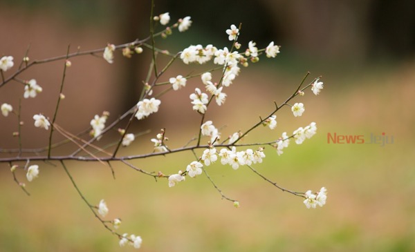 ▲ 제주시 '한림공원'에 백매화가 한 달 일찍 꽃을 피웠다. / 사진제공 - 한림공원 ©Newsjeju