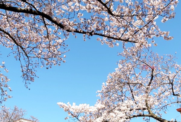 ▲ 제주시 삼도1동 전농로 거리에 봄의 계절을 맞이하는 벚꽃이 피고 있다 ©Newsjeju