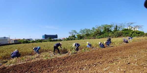 ▲ 제주지방조달청이 13일 일손이 부족해진 마늘 수확농가를 찾아 일을 거들었다. ©Newsjeju