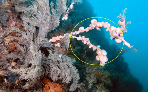 ▲ 제주도 범섬 바닷속 산호군이 파괴되고 있다고 녹색연합이 주장했다. 담홍말미잘이 산호 '해송'에 기생, 조금씩 말라 죽이고 있다 / 사진제공 - 녹색연합 ©Newsjeju