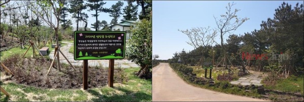 ▲ 조천중학교 명상숲(왼족), 우도초중학교 명상숲(오른쪽). ©Newsjeju