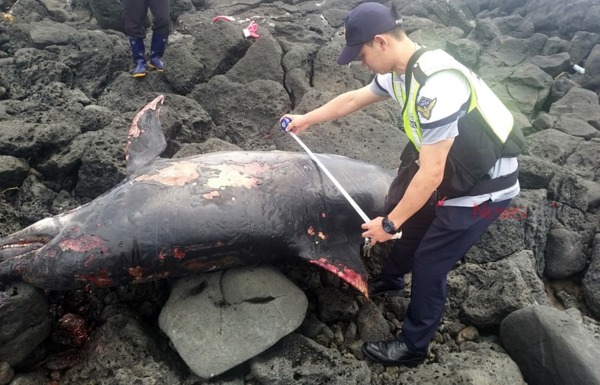 ▲ 국제보호종 남방큰돌고래 사체가 발견됐다 / 사진제공 - 제주해양경찰서 ©Newsjeju