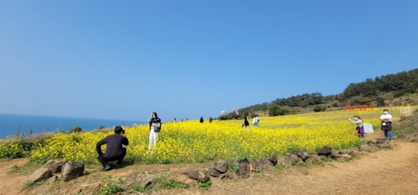 함덕 서우봉 유채꽃밭에서 봄 기운을 느끼기 위한 방문객들이 기념사진을 찍고 있다.