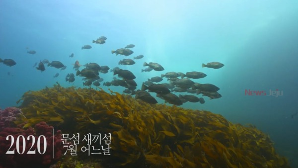 ▲ 서귀포영상크리에이터 선정 - 문섬수중 사진. ©Newsjeju
