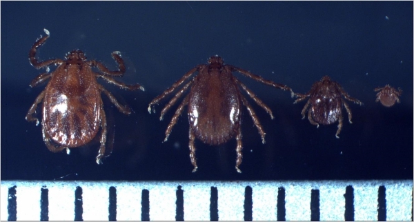 SFTS 바이러스를 전파하는 작은소피참진드기의 암컷, 수컷, 약충, 유충. 눈금 한 칸이 1mm다.