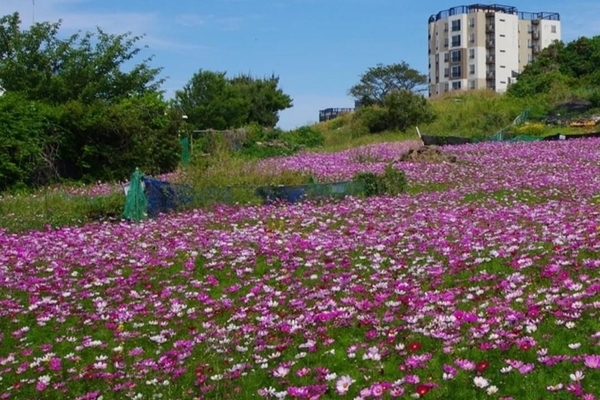 ▲ 용담 도시공원 내 꽃밭정원에 만개한 코스모스. ©Newsjeju