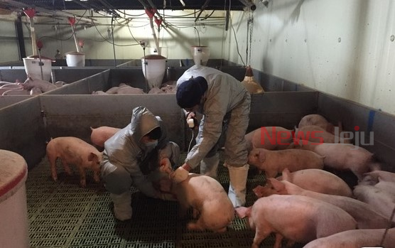 ▲ 양돈농가 대상으로 돼지써코바이러스 예방백신 접종 모습. ©Newsjeju