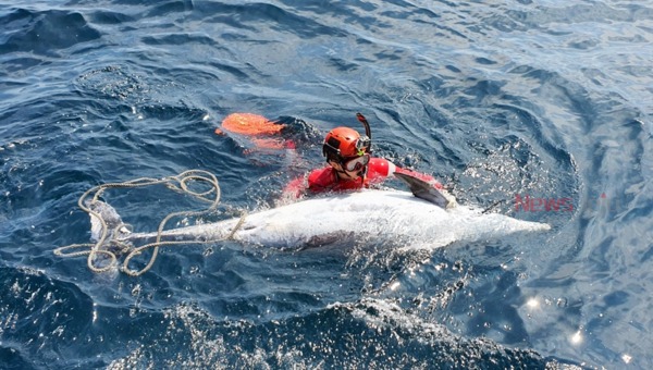 ▲ 제주 애월항 인근에서 남방큰돌고래 사체가 발견됐다 / 사진제공- 제주해양경찰서 ©Newsjeju