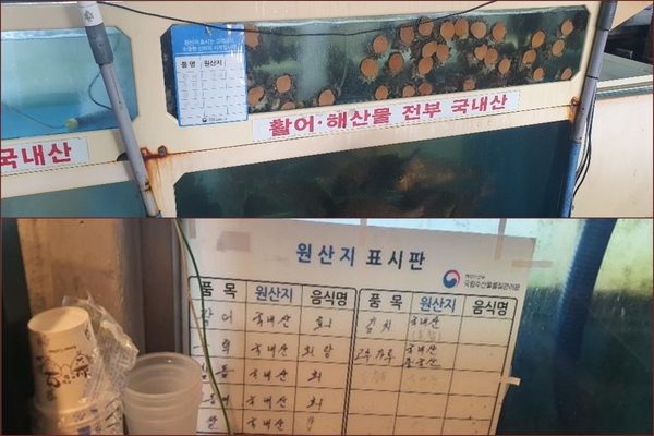 ▲ 국내산으로 위장돼 수족관에 보관 중인 일본산 참돔들. ©Newsjeju