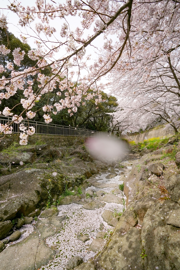 ▲ 제주시 신산공원 벚나무에서 벚꽃 잎이 떨어지고 있다. @제주특별자치도. ©Newsjeju