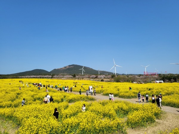 ▲ 제39회 제주유채꽃축제. ©Newsjeju