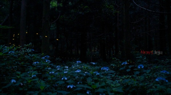 ▲ 지난 22일 밤 서귀포시 중산간 지역에서 반딧불이들이 짝을 찾기 위해 불빛을 밝히며 날아다니고 있다. ISO 2500, F2.8, 30초 노출. @제주특별자치도. ©Newsjeju