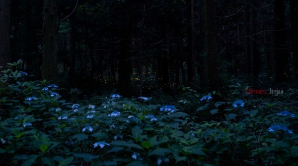 ▲ 지난 22일 밤 서귀포시 중산간 지역에서 반딧불이들이 짝을 찾기 위해 불빛을 밝히며 날아다니고 있다. ISO 2500, F2.8, 30초 노출. @제주특별자치도. ©Newsjeju