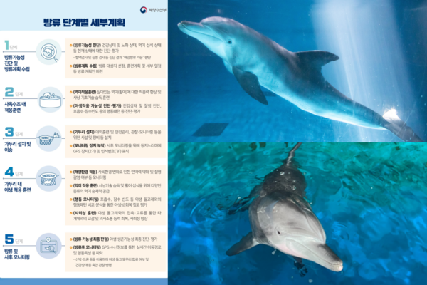 ▲ 제주도 내 수족관에 마지막으로 남은 남방큰돌고래인 '비봉이'와 해양 방류를 위한 적응 훈련 계획도. ©Newsjeju