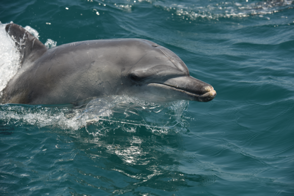 ▲ 남방큰돌고래. 현재 약 120여 개체만 남아 있는 것으로 알려져 있는 해양생물보호 종이다. ©Newsjeju