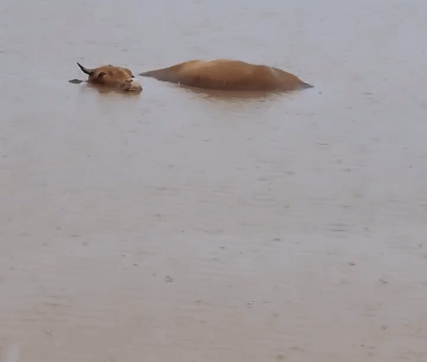  ▲ 태풍 힌남노 북상에 따라 물이 불어나면서 소가 빠진 모습 / 사진제공 - 김행진 대정읍 주민 ©Newsjeju