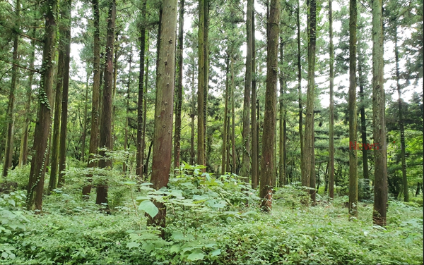 ▲ 국유림 숲가꾸기 사업. ©Newsjeju