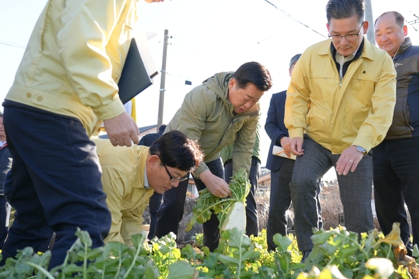오영훈 제주도지사가 지난 30일 한파 피해를 입은 월동무 재배농가를 방문해 피해실태를 점검했다.