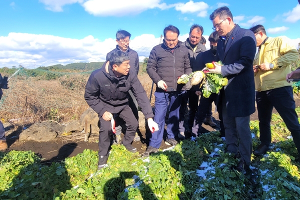 김희현 정무부지사가 지난 25일 한파 피해를 입은 구좌 성산지역 월동무 재배 농가를 찾아 피해상황을 살펴보고 있다.