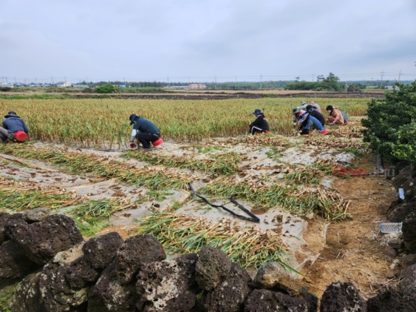 17일 서귀포시 소속 공직자 25여 명이 대정지역 마늘 수확 일손돕기에 참여했다.