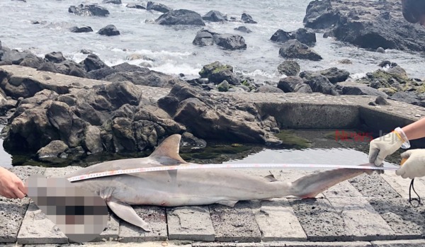 ▲ 서귀동 자구리 공원 해안가에서 발견된 상어 사체 / 사진제공 - 서귀포해양경찰서 ©Newsjeju
