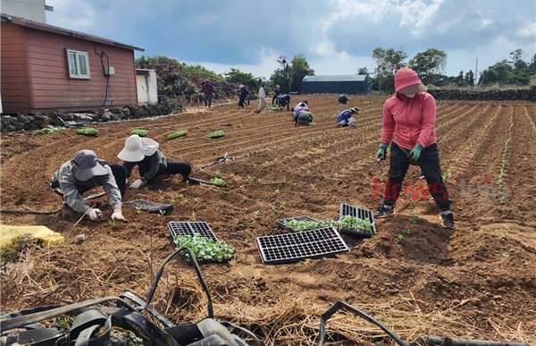 ▲ 베트남 남딘성 계절근로자 농작업 모습. ©Newsjeju