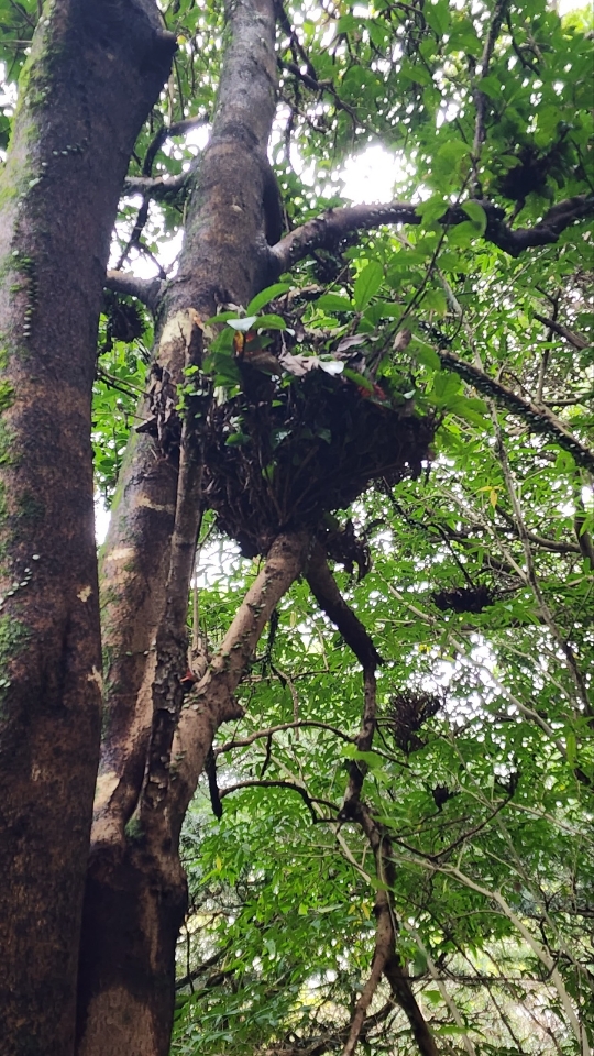 ▲ 빗자루병이 발견된 비자림 내 아왜나무. 제주특별자치도 세계유산본부 제공. ©Newsjeju