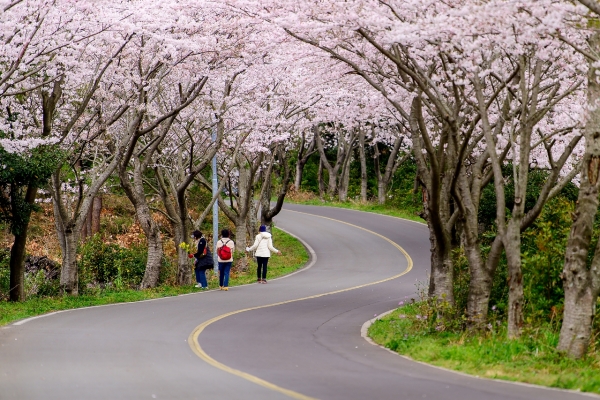 ▲ 성산읍 신풍리 벚꽃터널 축제.